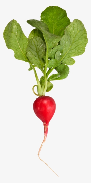 Radish - Daikon