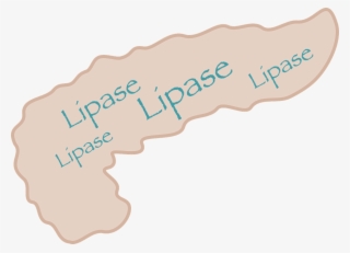 Saxenda/victoza, Lipase & Acute Pancreatitis