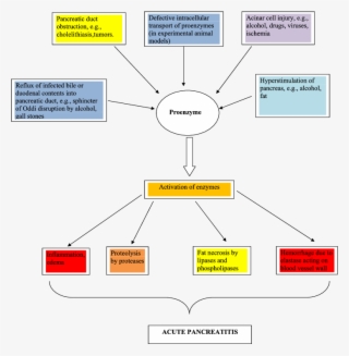 Diagram Of Mechanism Of Activation Of Pancreatic Enzymes - Diagram