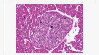 Light Microscopy Of The Pancreas Of Control Group Showing - Pancreas Light Microscopy