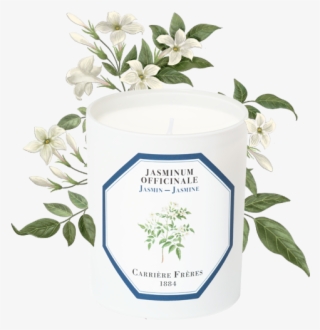 Jasmine - Gardenia