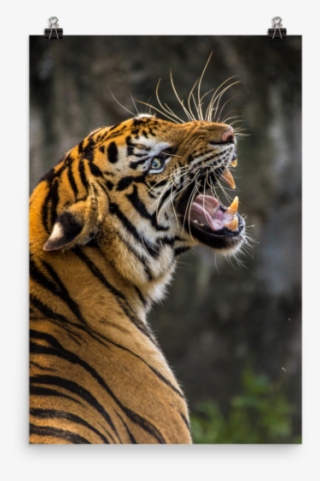 Tiger Roaring Photo Paper Poster - Dont Let Anyone Steal Your Confidence
