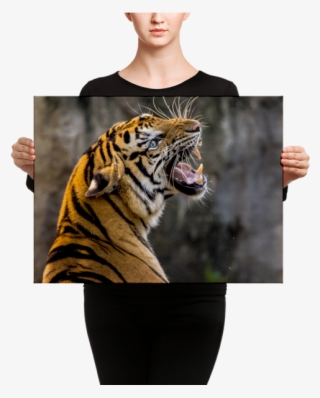 Tiger Roaring Canvas - Angry Villagers Run Tractor Over Tigress