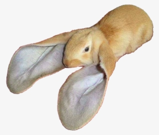 Large Cutouts Animalrabbit - Rabbit With Large Ears