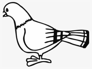 Pidgeons Clipart Bird Outline - Pigeon Clip Art