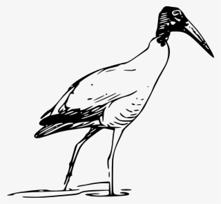 How To Set Use Ibis Bird Walking In Lake Svg Vector