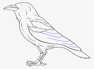 How To Draw A Step By Tutorial - Sketch