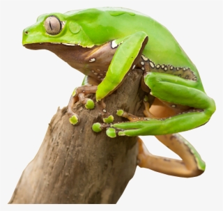 Kambo Is An Amazing Tool, But That Doesn't Mean It's - Barking Tree Frog