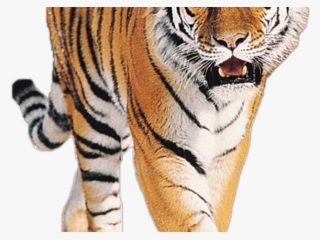 Tiger Png