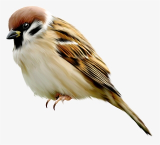 Sparrow Png - 麻雀 Png