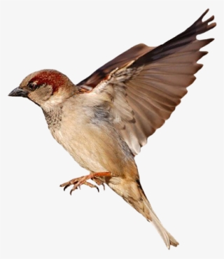 House Sparrow White Background