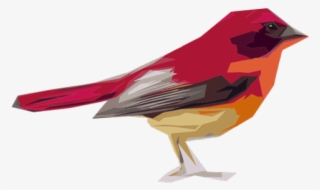 Sparrow Png Transparent Images - Five Different Type Of Bird