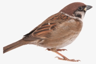 Types Of Sparrows - Sparrow Png