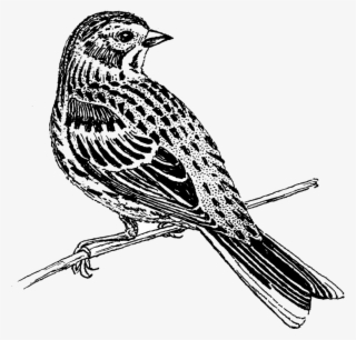 Vesper Sparrow Png Image - Emberizidae