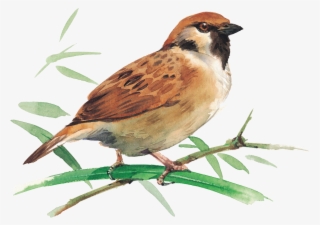 Sparrow Png Picture Clipart - Четвертый Лишний Зимующие Птицы