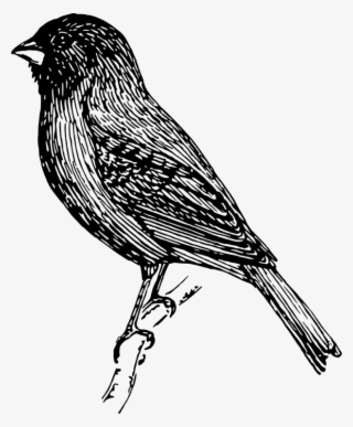 Finch Clipart Sparrow - Goldfinch