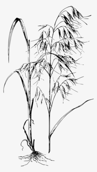 Clip Art Black And White Common Wild Oat Cereal Avena - Oat