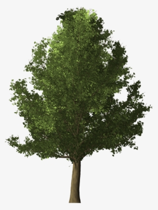 Deciduous Tree Png - Realistic Tree Png