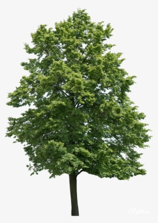 Landscape Materials, Landscape Elements, Architecture - Walnut Tree Png