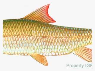 Red Sucker Fish - Classic Liner Lock Knives