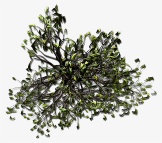 Weepingwillow Aa1 - Herbaceous Plant