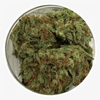 Devils Fruit - Moss