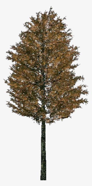 Red Pine