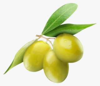 Yeşil Zeytin Png