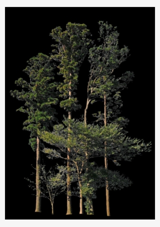 Shortleaf Black Spruce
