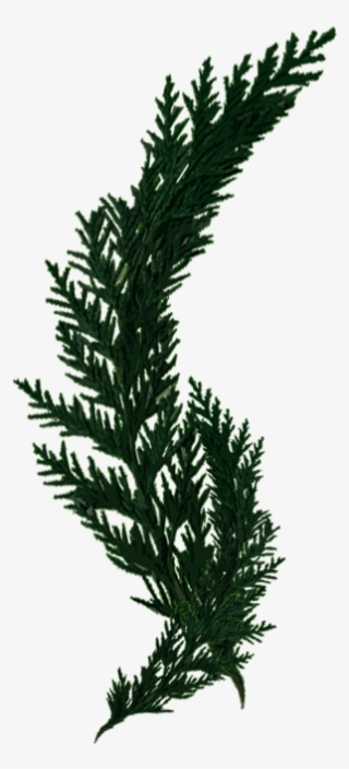 Cypress - Grass