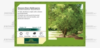 Shawnee Brave Baldcypress Taxodium Distichum Mickelson - Taxodium Distichum Mickelson