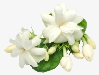 Jasmine Flower In Thailand
