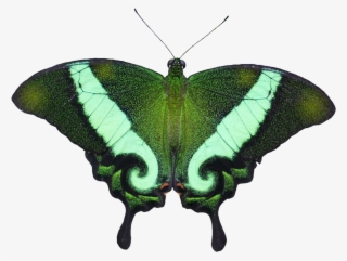 Butterfly Eastern Tiger Swallowtail Insect Papilio - Papilio Machaon