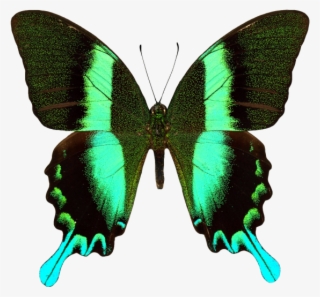 Butterfly - Papilio Blumei