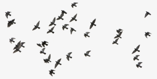 Birds Download Transparent Png Image - Bird Flying Vector Png