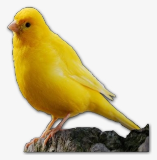 ¿quieres Hacer Algunas Preguntas Sobre Aves - Canary