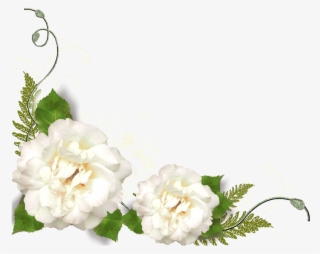 Gardenia Flowers Png Transparent Image - Rose White Corner Png