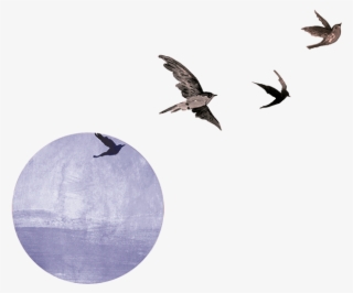 Entradas Recientes - Flock