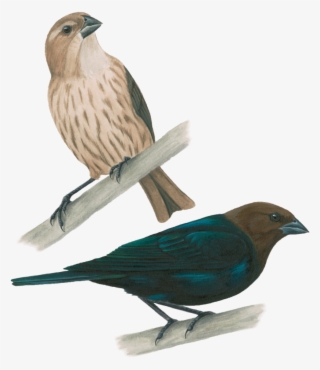 Vaquero De Cabeza Café - El Plumaje De La Golondrina Y El Cuervo