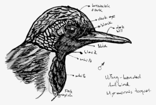 La Amenaza Para Las Aves De América Latina - Sketch