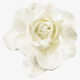 Fsh606 Gardenia Type E - Garden Roses