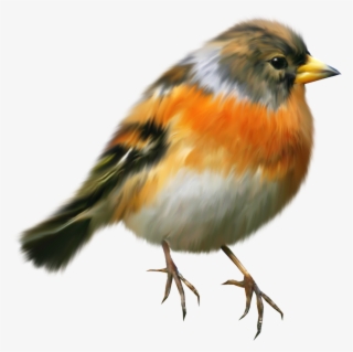 Aves Png - Tubes Oiseau En Png