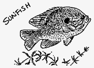 1702 X 1225 5 - Coral Reef Fish