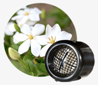 Gardenias - Gardenia