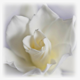 Wild Things Grow - Garden Roses