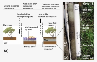 Schematic Depiction Of The Coseismic Subsidence Of - Rhizophora Mangle