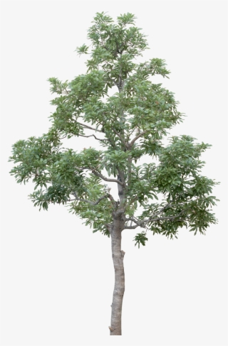 #tree #branches #leaves #palm Tree #autumn Tree #tree - Transparent Background Tree Png