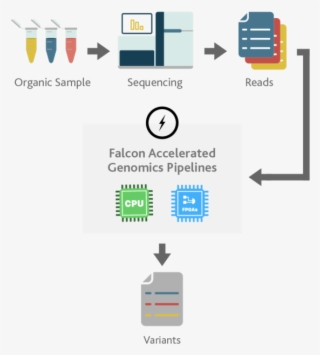 Accelerated Genomics Pipelines - Graphic Design