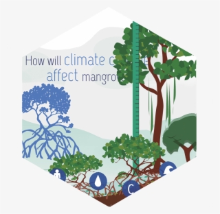 Mangroves - Tree