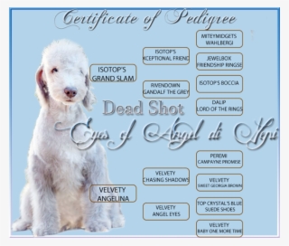 Available - Goldendoodle